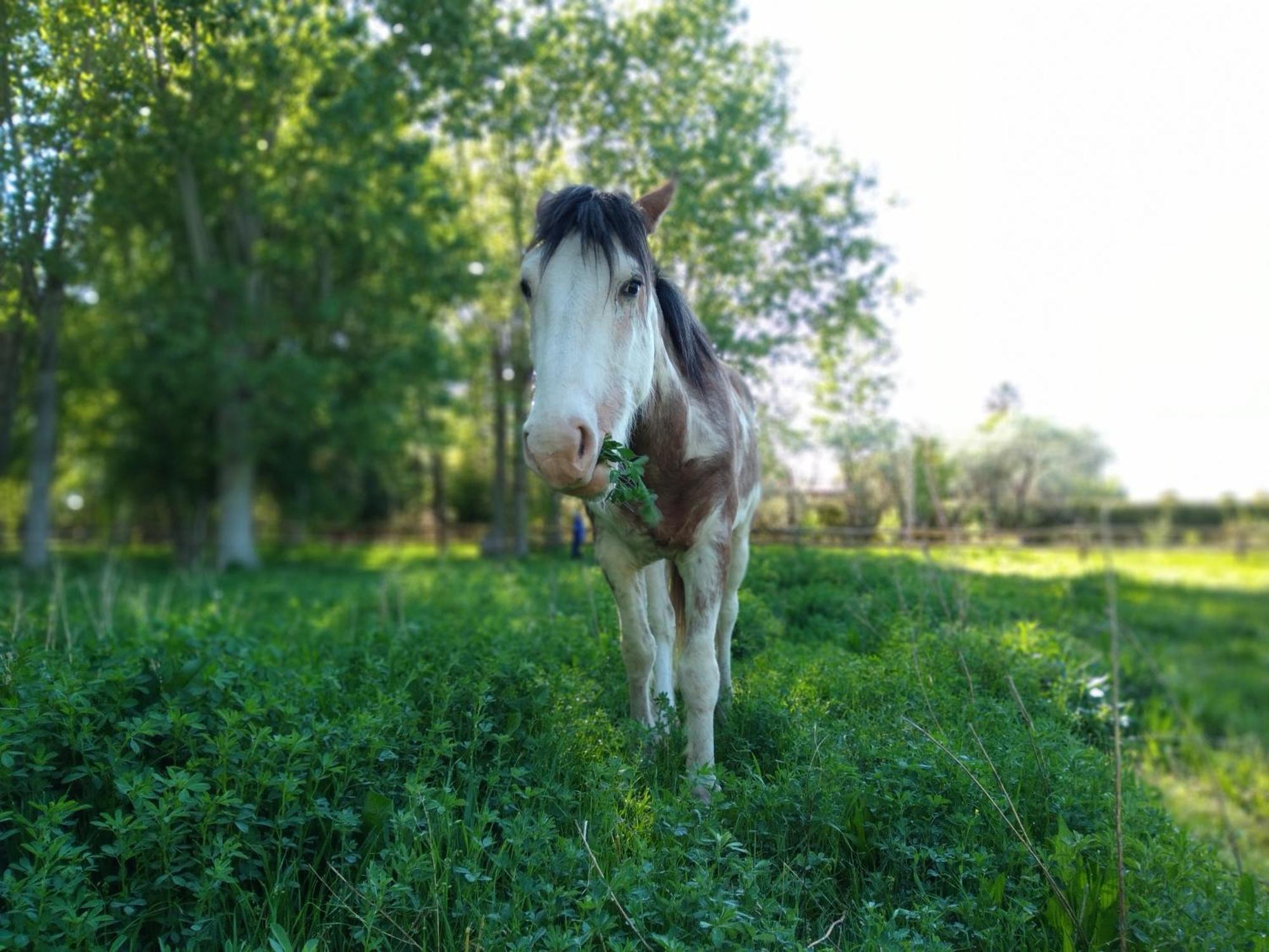 La Matera Posada De Campo San Rafael  Zewnętrze zdjęcie